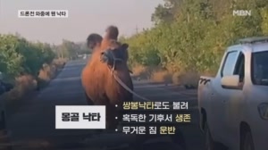 드론전 벌어지는 러시아 진지에서 포획된 몽골 낙타…이유는?