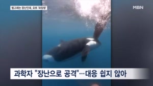 '이거 쳐봐 재밌어'…장난치는 범고래 퇴치 골머리