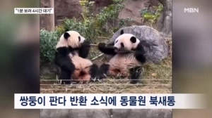 "1분 보려고 4시간 대기" 일본 떠나는 쌍둥이 판다 보려 '우르르'