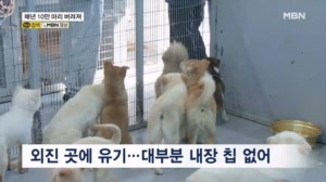"연간 10만 마리 버려져"…동물유기 처벌은 하세월