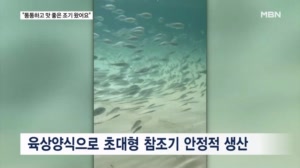 '25cm 초대형 조기' 양식 성공…통통하고 맛 좋아 엄지 척