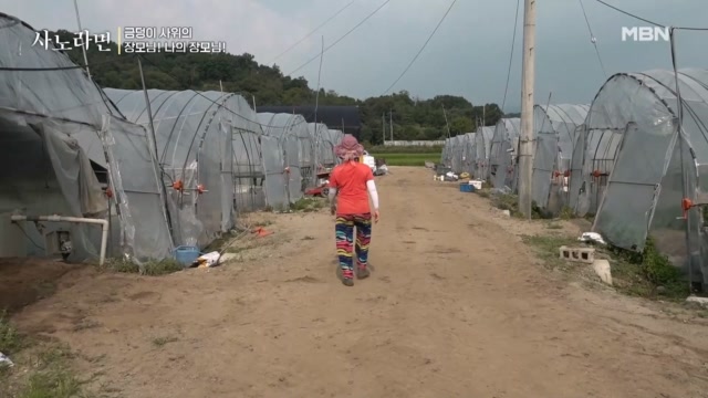 ♨분노 폭발♨ 또다시 포도 심으려는 남편 vs 결사반대하는 아내