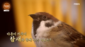 야생 참새와의 특별한 동거! 다재다능 천재 참새 참이의 매력 대공개