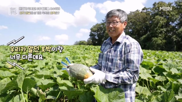 가을철 호흡기 건강 전령사 호박