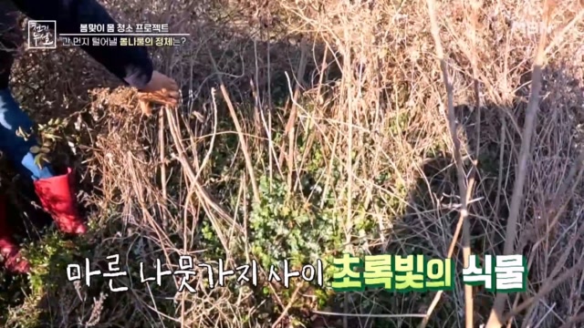 간 먼지 털어낼 봄나물의 정체