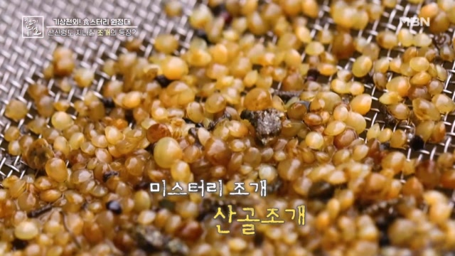 산골조개의 등장! 그 정체는?