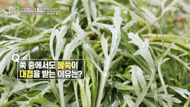 건강함을 쑥쑥 머금은 물쑥의 힘