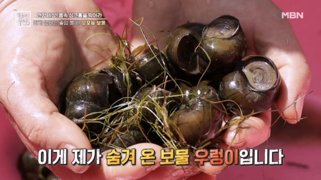 혈관 보수의 비밀! 우포늪 왕우렁이