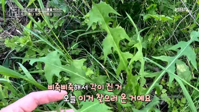 특명! 톱니 가진 산나물을 찾아라!