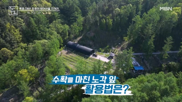 산지만의 노각 잎 활용법은?