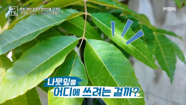면역력 올리는 식재료가 나뭇잎?