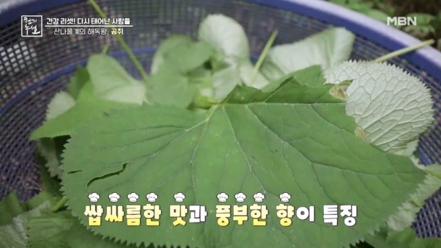 산나물계의 해독왕, 곰취