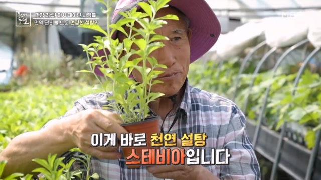 3회차 인생 면역 충전기! 스테비아