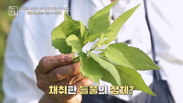 건강 회복 도운 자연 속 식재료