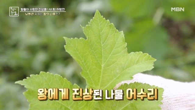뇌혈관 지키는 왕의 나물은?