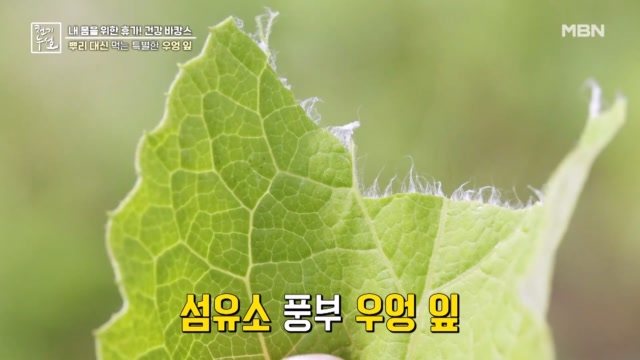 뿌리 대신 먹는 특별한 우엉 잎