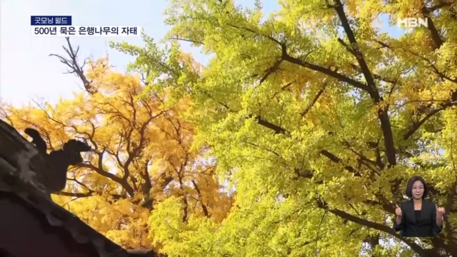 [굿모닝월드]중국 산시성의 명물, 500년 된 암수 은행나무