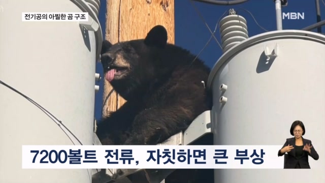 굿모닝월드] 전봇대 올라간 곰 - MBN