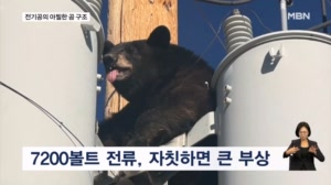 [굿모닝월드] 전봇대 올라간 곰
