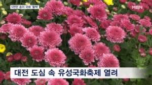 "가을 정취 만끽"…대전 도심 속 국화축제 '북적'