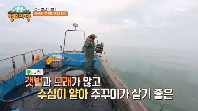 알이 가득! 생생한 봄 주꾸미 조업 현장