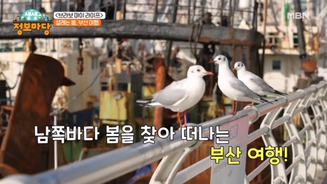 남쪽에 찾아온 봄, 부산 여행! <브라보 마이 라이프>