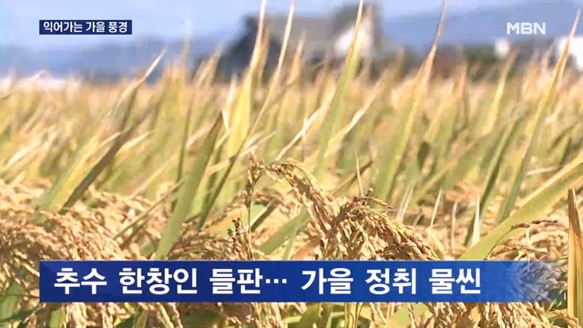 익어가는 가을…은빛 억새, 오색 단풍에 감탄사