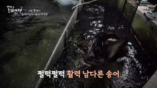 무기질이 풍부한  약돌  먹여 키운 송어와 힘 싸움에 밀린 강석우(?)