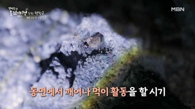 개방 3년차 알려지지 않은 신비한 동굴  광천선굴  그 안에 박쥐가 산다?