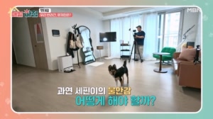 분리불안 및 새로운 공간에서의 반려견 문제 해결 솔루션은?
