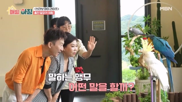 동물들과 교감할 수 있는 홍천 알파카 체험과 말하는 앵무!