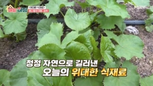 향으로 먼저 반하는 봄나물의 제왕, 곰취! 수확 방법은?