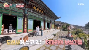 도선사에 살고 있는 13마리 보살견들의 행복한 봄날!