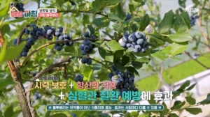 보랏빛 보물, 제철 블루베리의 매력!