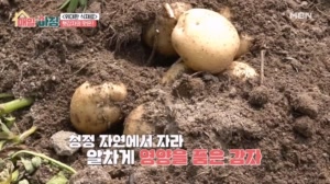 든든한 국민 식재료, 땅속에서 영양 품고 자란 감자